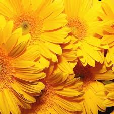 Yellow Aesthetic Yellow Flower Wallpaper Yellow Flowers Flower Wallpaper