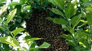 Maybe you would like to learn more about one of these? South Valley Beekeeper Will Do Almost Anything To Save A Swarm Of Bees Kmph