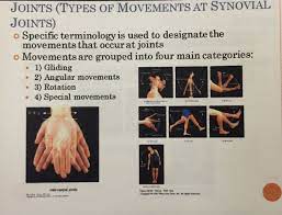 Types Of Movement At Synovial Joints Human Body Muscles Synovial Joint Joint