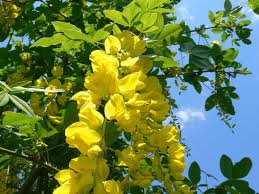 Image result for Laburnum anagyroides