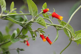 Image result for Manettia