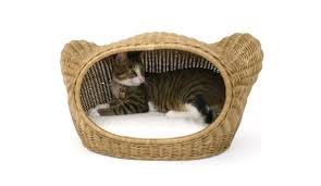 There are so many common for prospective owners wondering why adopt an older cat? Adopting Senior Cats Tips Cons And Pros