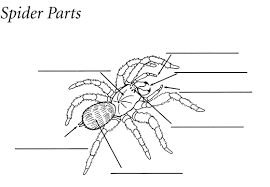 Smithsonian Education Under The Spell Of Spiders