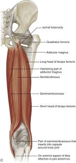 The hip is also supplied by a smaller nerve known as the obturator nerve. Hip And Thigh Ultrasound Clinical Gate