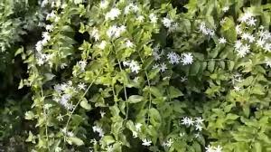 Image result for Jasminum pauciflorum