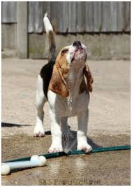 Beagle Dogs | Dog Breeds