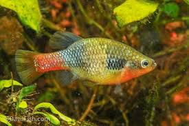 Image result for Tridactyle gentilii