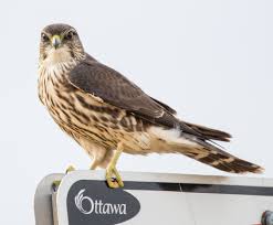 Northern Harrier Michigan Birds Of Prey Merlin Falcon Cute Animals Animals Birds Of Prey