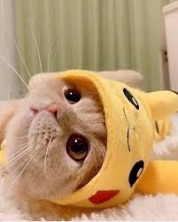 Cats Are Arrogant And Indifferent In Nature Gloria Love Pets Em 2020 Fotos De Animais Engracados Fotos De Animais Fofos Fotos De Animais Fofinhos