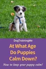 One of the biggest struggles you may face with your puppy training is trying to teach your puppy to calm down when you need them to. Pin On Petserene Knowledge Center