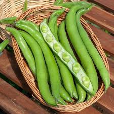 Saatgut Ackerbohne Aguadulce - Vicia faba aguadulce | Bakker.com