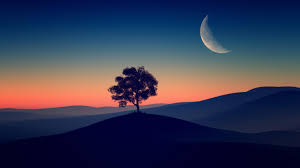 Download hd dark wallpapers best collection. Tree Alone Dark Evening 4k Hd Desktop Wallpaper Widescreen High Definition Fullscreen