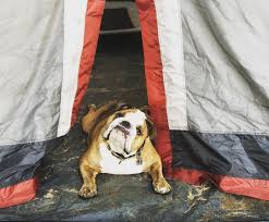 Beware Of The Dog Bulldog Brucetheenglishbulldog Campingdog Guarddog Tentguard Wildcamping Englishbulldog Do Dog Camping Guard Dogs Beware Of Dog