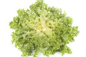 Inhaltsstoffe und verwendung von endiviensalat die endivie (cichorium endivia) ist eine pflanzenart der gattung zichorien (cichorium) und gehört zur familie der korbblütler (asteraceae). Endiviensalat Schneiden So Geht S Richtig