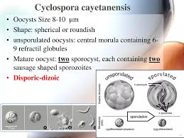 Image result for Cyclocotyla