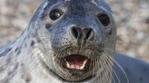 · sea lions live in the atlantic and pacific ocean zones. Gray Seals May Be Becoming The Great White Sharks Of Dutch Beaches Science Aaas