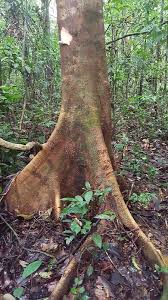 Image result for Entandrophragma