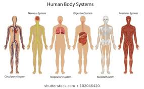 Human Body Systems Images Stock Photos Vectors Shutterstock