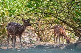 Rusa Tutul Dgn Jenis Axis Axis Saegaleri Photoblogger Blogger Bloggercirebon Travelblogger Jelajahindonesia Jalanjalan Travelphotography Traveler T