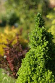 The good news is that there are many options for growing shrubs in zone 5. 10 Best Low Maintenance Bushes And Shrubs Easy Garden Plant Ideas