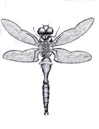 Step by step instruction with pictures and description of how to draw a dragonfly using a pencil. My Fist Attempt Of Drawing The Dragonfly