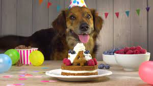 Für diese selbstgemachten hundekuchen kannst du eigentlich jedes leckerlierezept verwenden. Leckerer Kuchen Fur Deinen Fellfreund Leckerschmecker