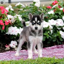 He is housed at addicus legacy dog rescue. Alaskan Klee Kai Puppies For Sale Greenfield Puppies