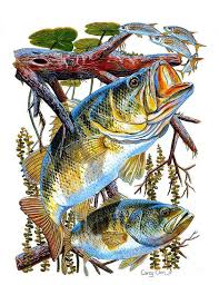 Peixes Ictiologia Fish Artwork Fish Painting Fish