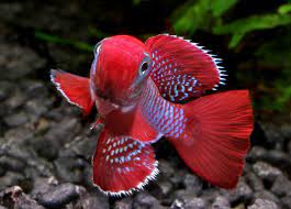 10 Most Colorful Fresh Water Fishes Salt Water Fish Freshwater Aquarium Fish Pet Fish