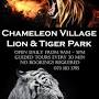 Chameleon Village Lion and Tiger park from m.facebook.com
