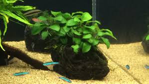 アヌビアスナナ プチ 初心者にもオススメ 丈夫で使い勝手のいい水草 アクアリウム初心者