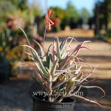 Image result for Synadenium kirkii