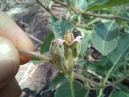 Image result for Raphionacme lanceolata