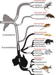 Animals related words difference and comparison Monito Del Monte Wikipedia