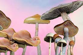 Similar games to magic slide puzzle mushrooms 2. Psilocybe Cubensis And Other Types Of Magic Mushrooms You Should Know Doubleblind Mag