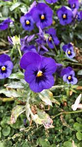 Viola Tricolor Espanol Pensamientos