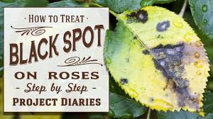 Black spot is a fungal disease and it thrives in warm humid climates. How To Treat Black Spot On Roses A Complete Step By Step Guide Youtube