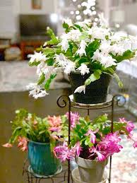 Your golden barrel cactus needs as much sunlight as it can possibly get through the early your zygo cactus prefers bright indirect to direct sunlight and will not do well in low light. Control Light And Christmas Cactus Will Bloom