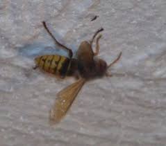 Seit 1984 stehen hornissen unter artenschutz, insofern ist ihre tötung. Hiiilfeee Hornisse Im Zimmer