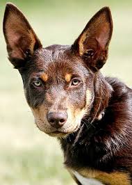 Kelpie 5485 Australian Dog Breeds Aussie Dogs Dog Breeds