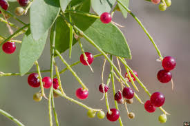 Image result for Salvadora persica