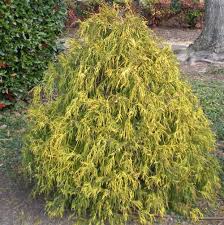 We did not find results for: Gold Mop Cypress Chamaecyparis Pisifera Gold Mop From Taylor S Nursery