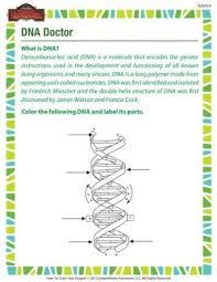 Dna Doctor Printable 7th Grade Science Worksheet 7th Grade Science Dna Worksheet Science Curriculum