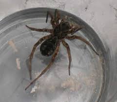 They have good vision, so it would be hard to put your hand down on one accidentally because it would see you and then your hand approaching and it. The Australian Wolf Spider Is It Dangerous
