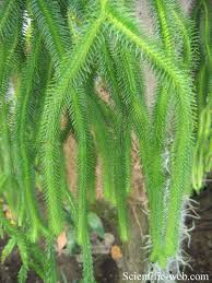 Image result for Huperzia gnidioides