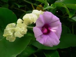 Hawaiian Baby Woodrose Hawaiian Baby Woodrose Plants Flowers