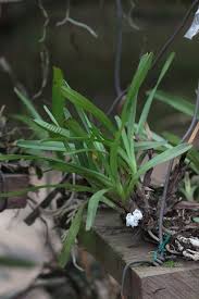 Image result for Ancistrorhynchus