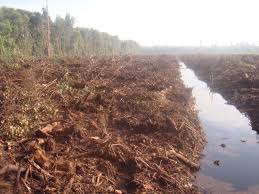 Tanah gambut mengandung kadar abu 25% atau kadar organik 75% lahan gambut di indonesia sebagian besar. Tahukah Anda Tentang Tanah Gambut Simak Perkuliahan Agroteknologi Faperta Umy