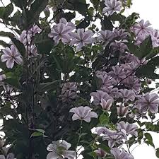 Clematis huldine is offered in a full gallon size with free shipping! Clematis Huldine Clematis Huldine In Gardentags Plant Encyclopedia