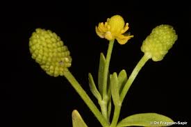 Image result for Ranunculus sceleratus